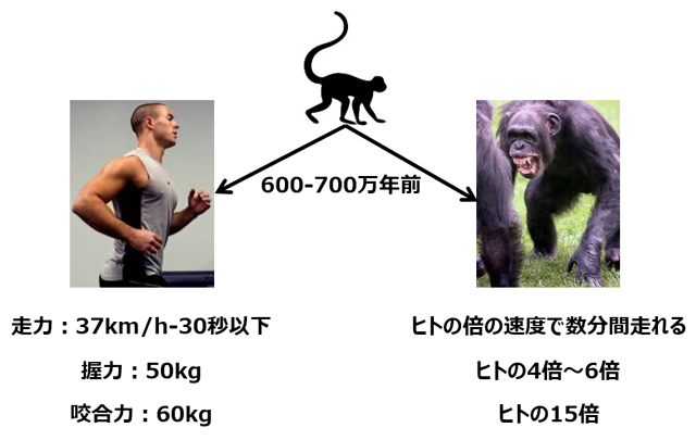 600万年前に分かれたヒトとチンパンジーの身体能力差